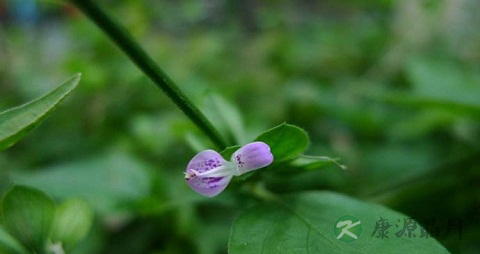 狗肝菜的药用价值_狗肝菜的副作用