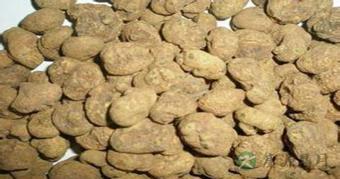 延胡索的药用价值_延胡索的副作用