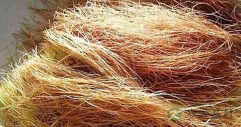 玉米须的药用价值_玉米须的副作用