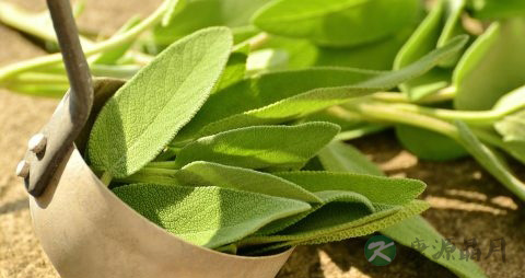 罗布麻茶的功效