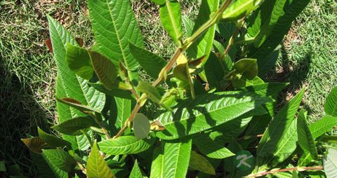 葫芦茶的药用价值_葫芦茶的副作用