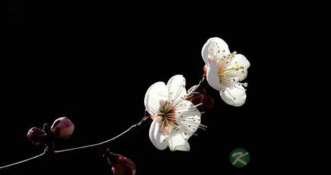 白梅花的药用价值_白梅花的副作用