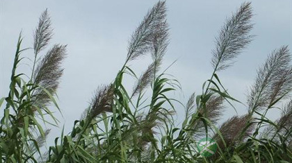 芦根的功效与作用_芦根的药用价值