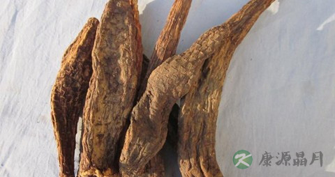肉苁蓉的药用价值_肉苁蓉的副作用