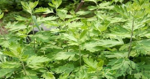 灸草的药用价值_灸草的副作用