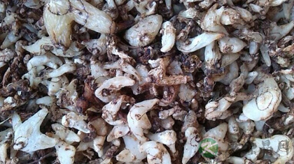 白芨的功效与作用_白芨的药用价值