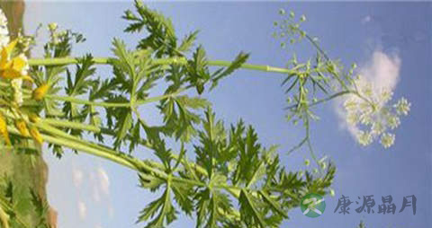 羊红膻的功效与作用