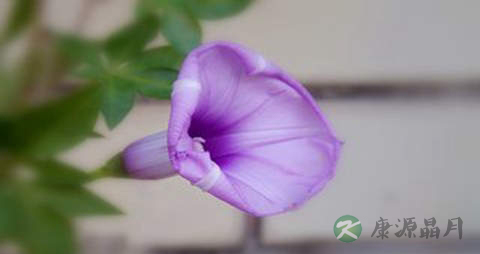 五爪金龙花的功效与作用