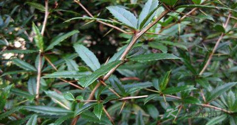 三颗针的药用价值_三颗针的副作用