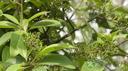 荜澄茄的功效与作用_荜澄茄的药用价值