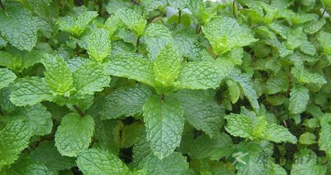香花菜的功效与作用_香花菜的药用价值