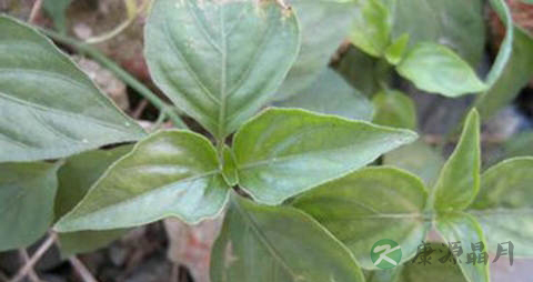 狗肝菜的功效与作用