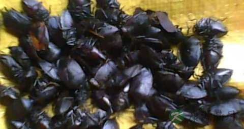 九香虫的功效与作用