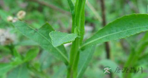 四方藤的药用价值_四方藤的副作用