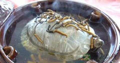 养肝的中草药有哪些