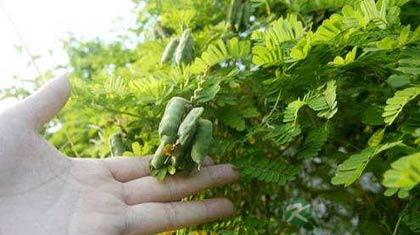 鸡谷草的功效与作用_鸡谷草的药用价值