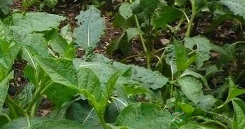 三分三的药用价值_三分三的副作用
