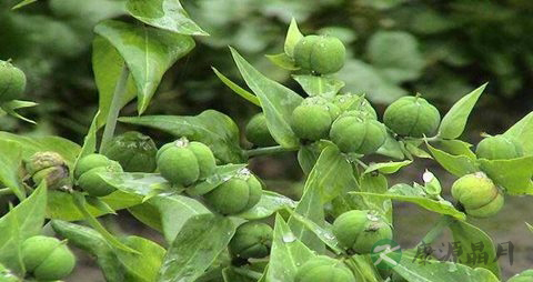 千金子的药用价值_千金子的副作用