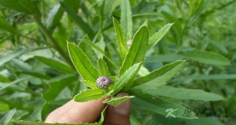 泥胡菜的药用价值_泥胡菜的副作用