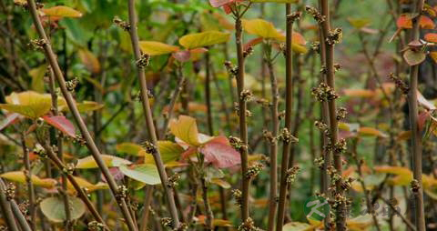 山麻杆的药用价值_山麻杆的副作用