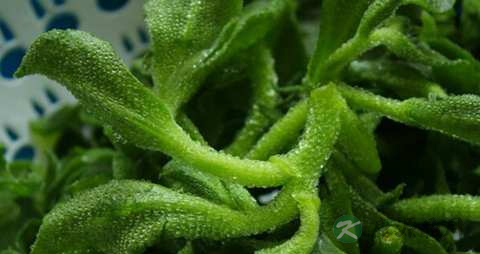 冰草的功效与作用