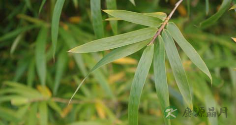 竹叶的功效与作用_竹叶的药用价值