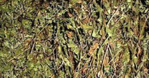 青鱼胆草的功效与作用