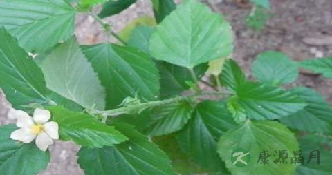 赛葵的药用价值_赛葵的副作用