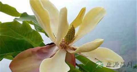 厚朴花的功效与作用