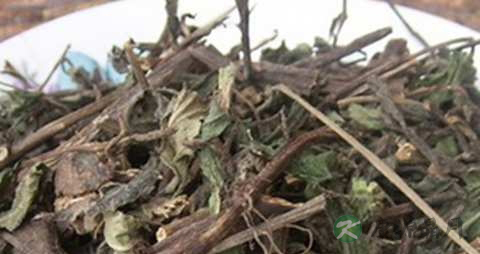 旱莲草的功效与作用