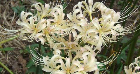 曼陀罗花有毒吗