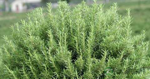 迷迭香的药用价值_迷迭香的副作用