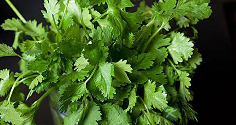 香菜根的功效