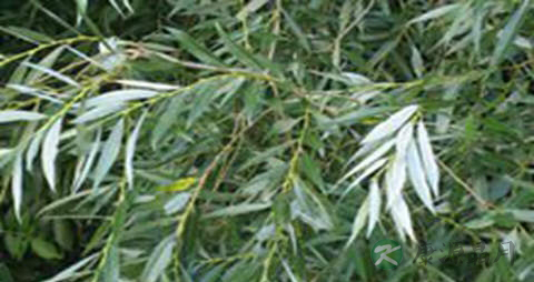 白柳的功效与作用