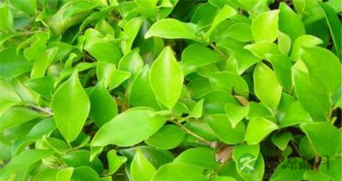 小叶榕的药用价值_小叶榕的副作用