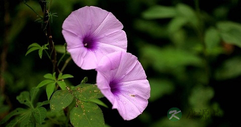 五爪金龙花的药用价值_五爪金龙花的副作用