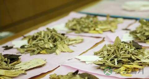清热解毒消炎的中草药有哪些