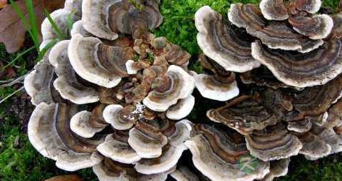 云芝的药用价值_云芝的副作用