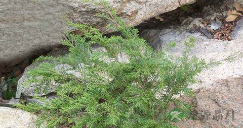 岗松的药用价值_岗松的副作用