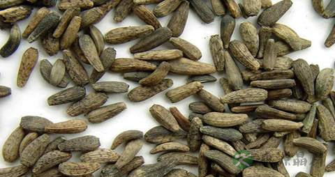 牛蒡子的药用价值_牛蒡子的副作用