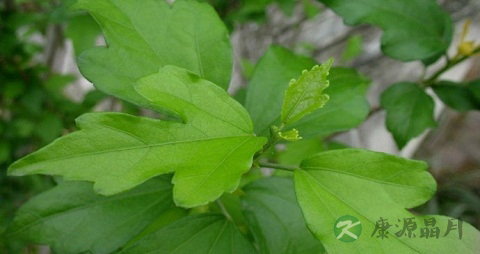 木槿叶的药用价值_木槿叶的副作用