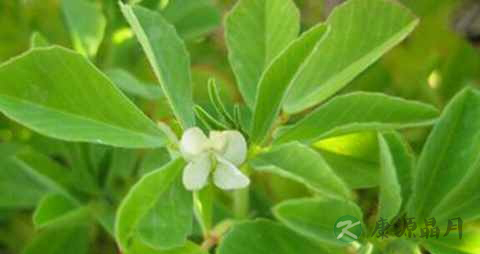 胡芦巴的功效与作用