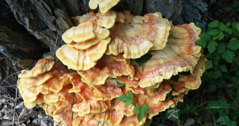 灵芝片的作用