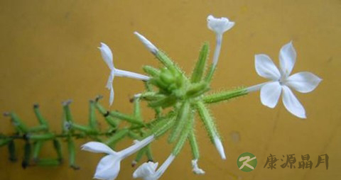 岩陀的药用价值_岩陀的副作用