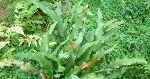 石韦的药用价值_石韦的副作用