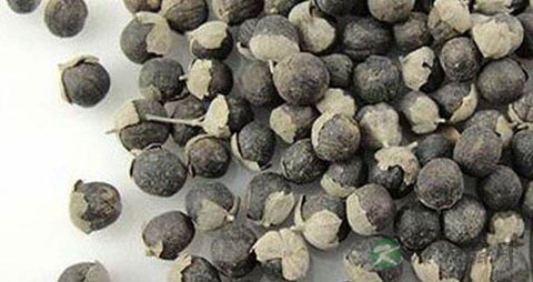 蔓荆子的药用价值_蔓荆子的副作用