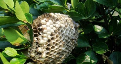 露蜂房的药用价值_露蜂房的副作用