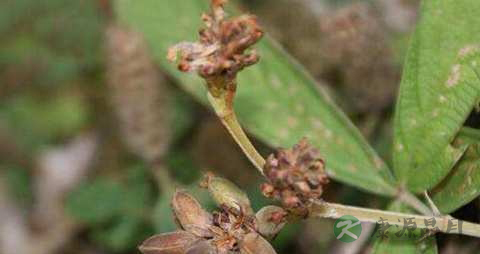 千斤拔的药用价值_千斤拔的副作用