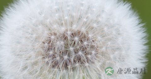 天天用蒲公英水熏洗阴道好吗
