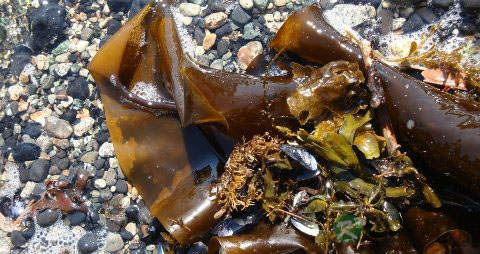 食道癌中医治疗方法